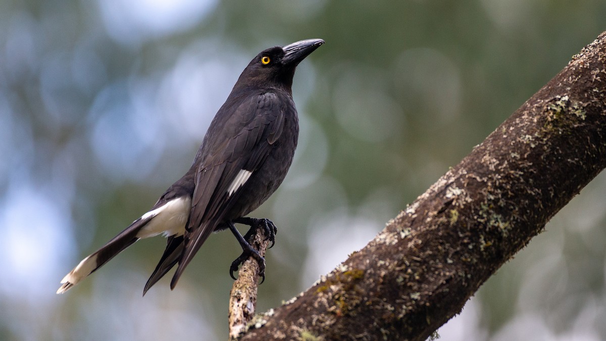 フエガラス - ML647254194