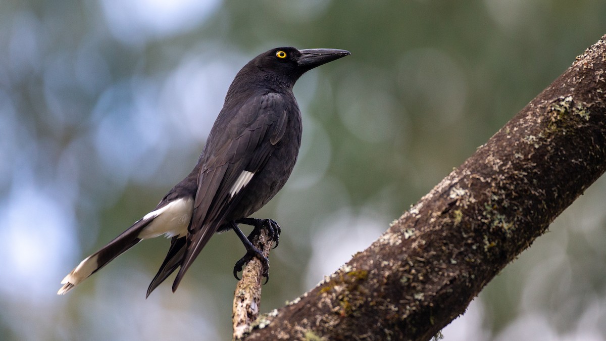 フエガラス - ML647254195