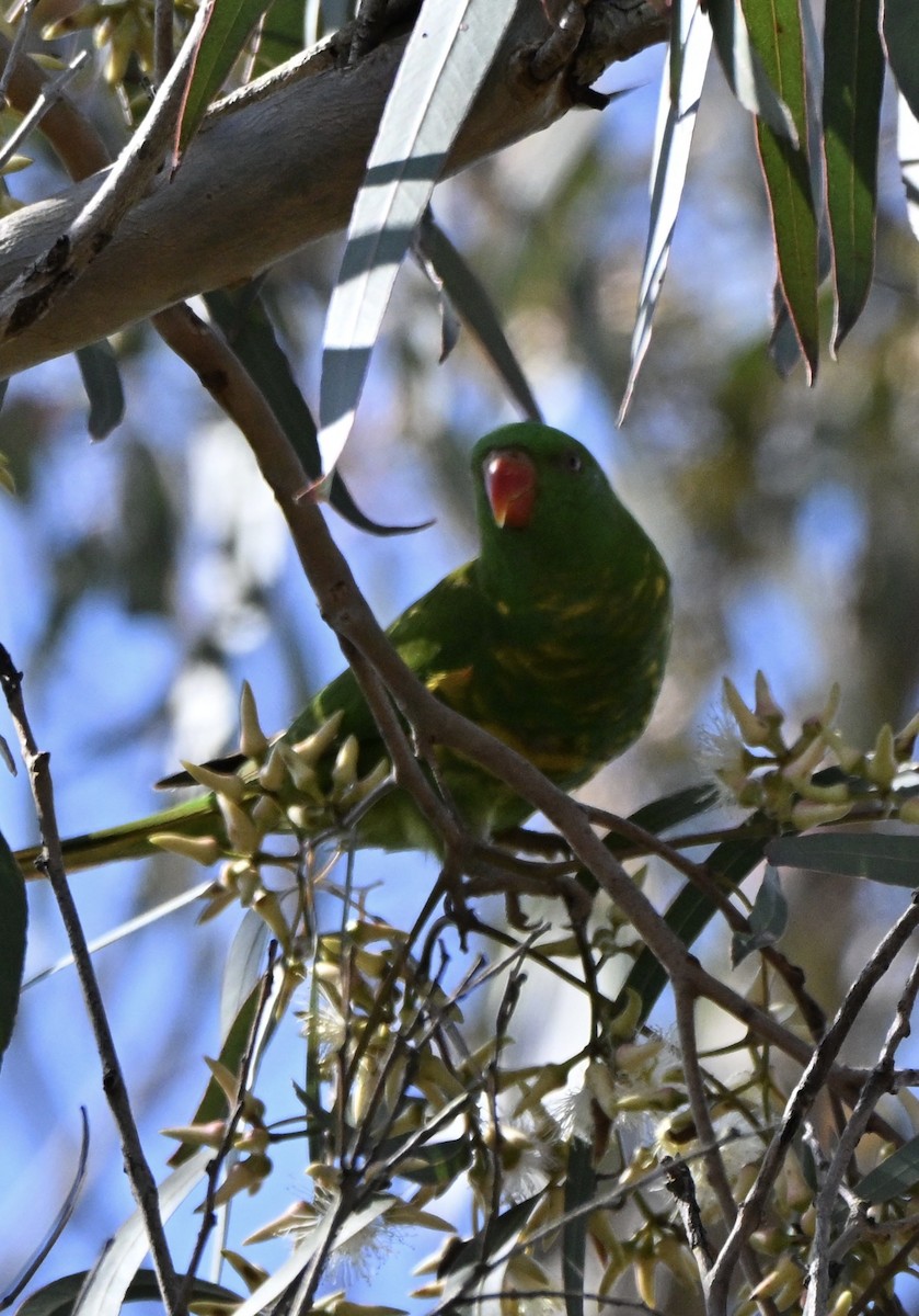Scaly-breasted Lorikeet - ML647254201