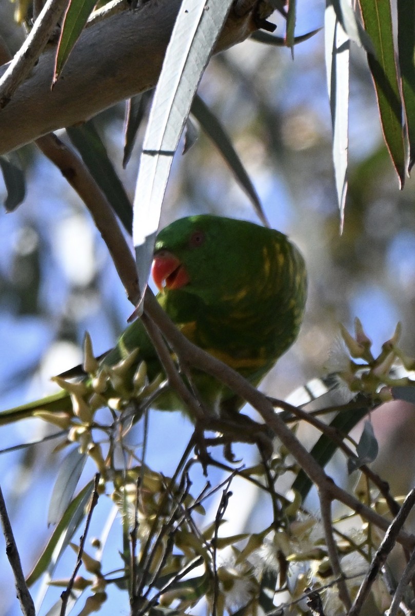 Scaly-breasted Lorikeet - ML647254204