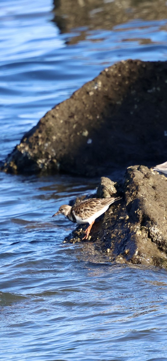 Ruddy Turnstone - ML647254217