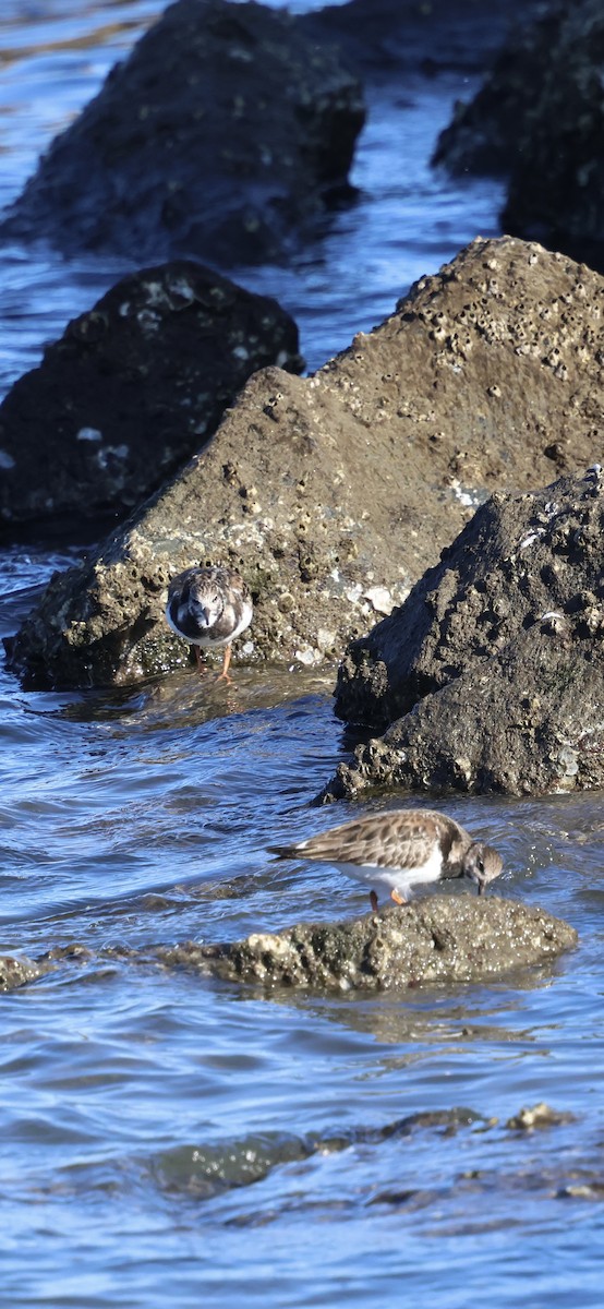 Ruddy Turnstone - ML647254218