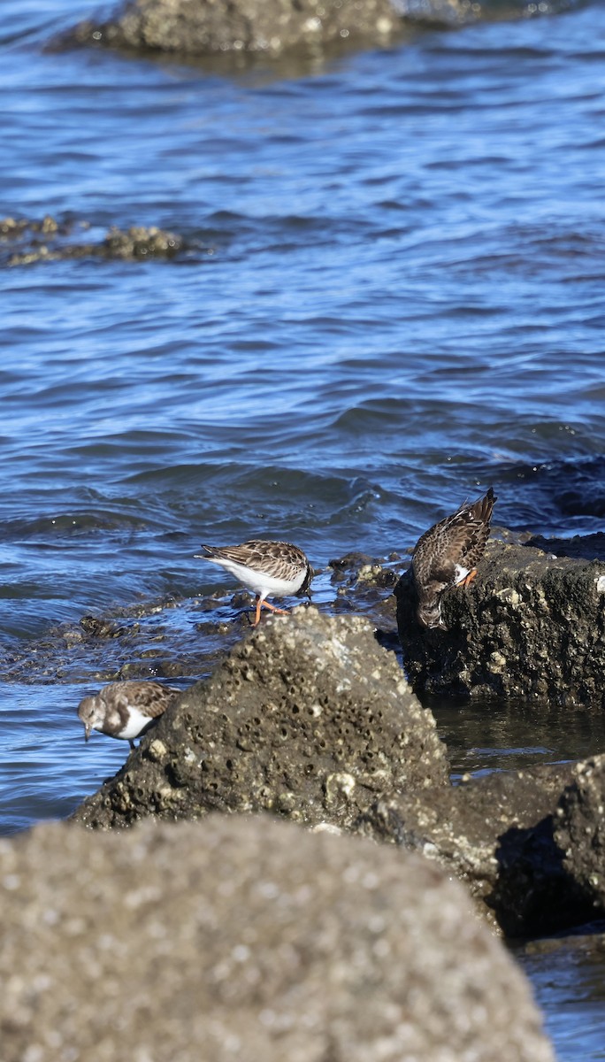 Ruddy Turnstone - ML647254219