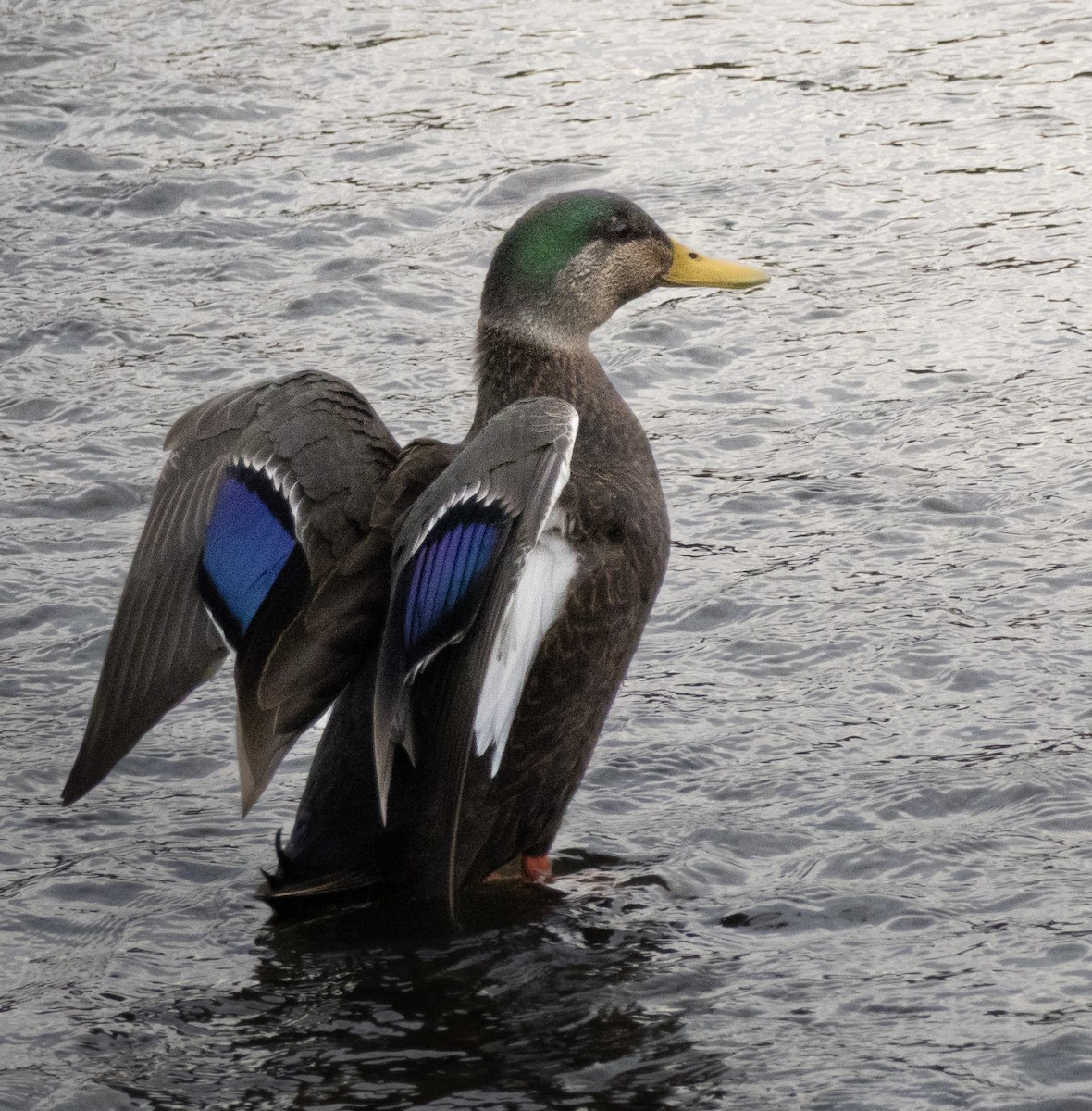 Mallard x American Black Duck (hybrid) - ML647254236