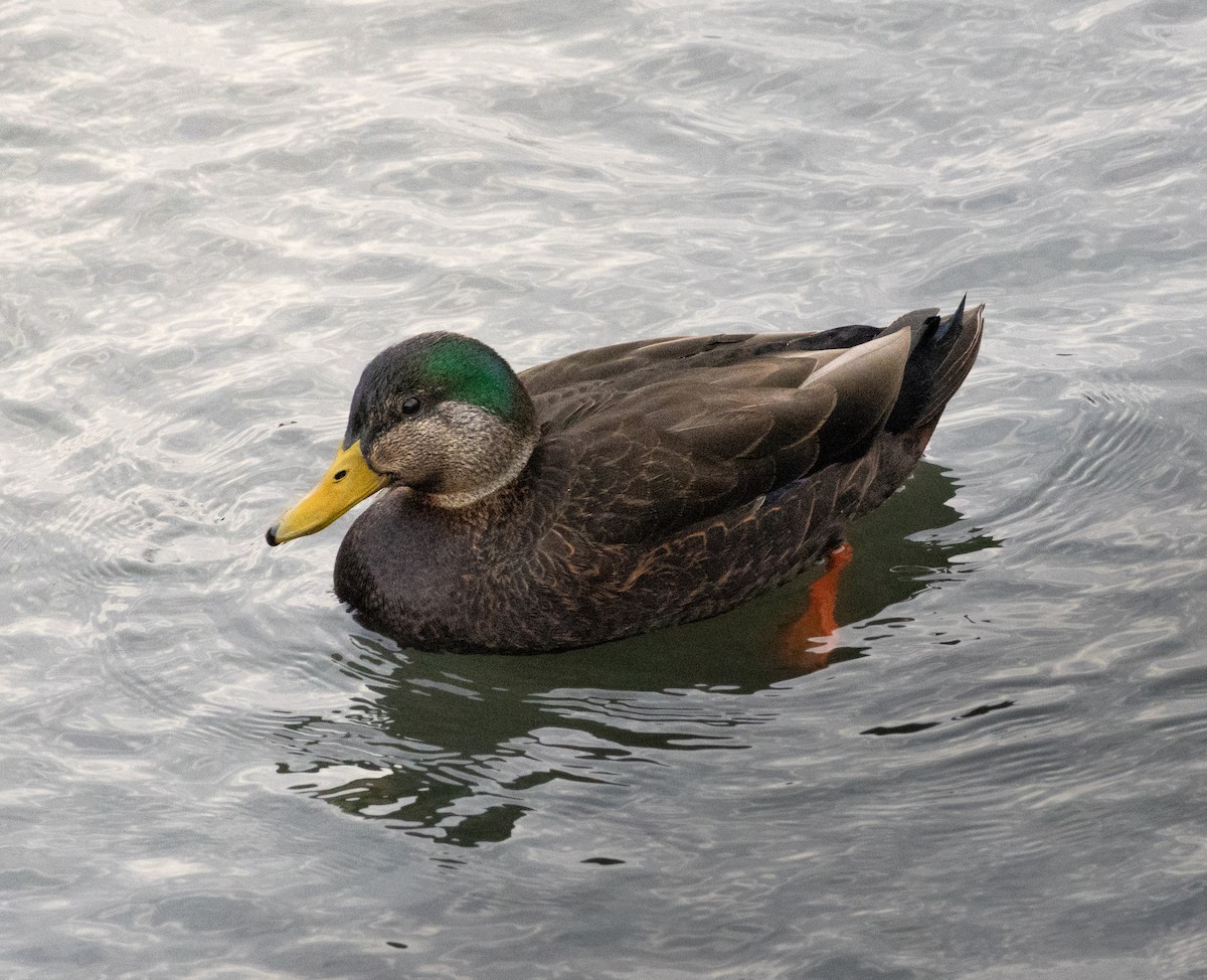 Mallard x American Black Duck (hybrid) - ML647254237