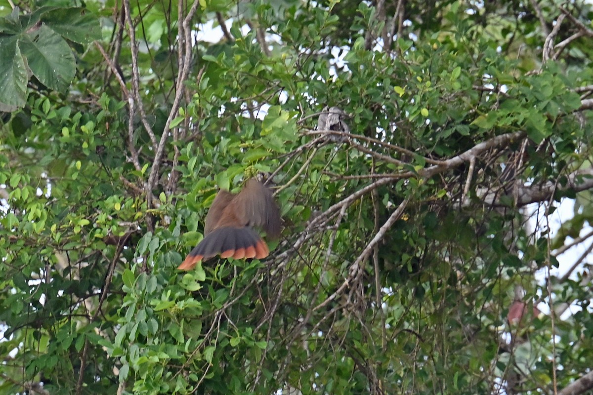 Чачалака рудогуза - ML647254244