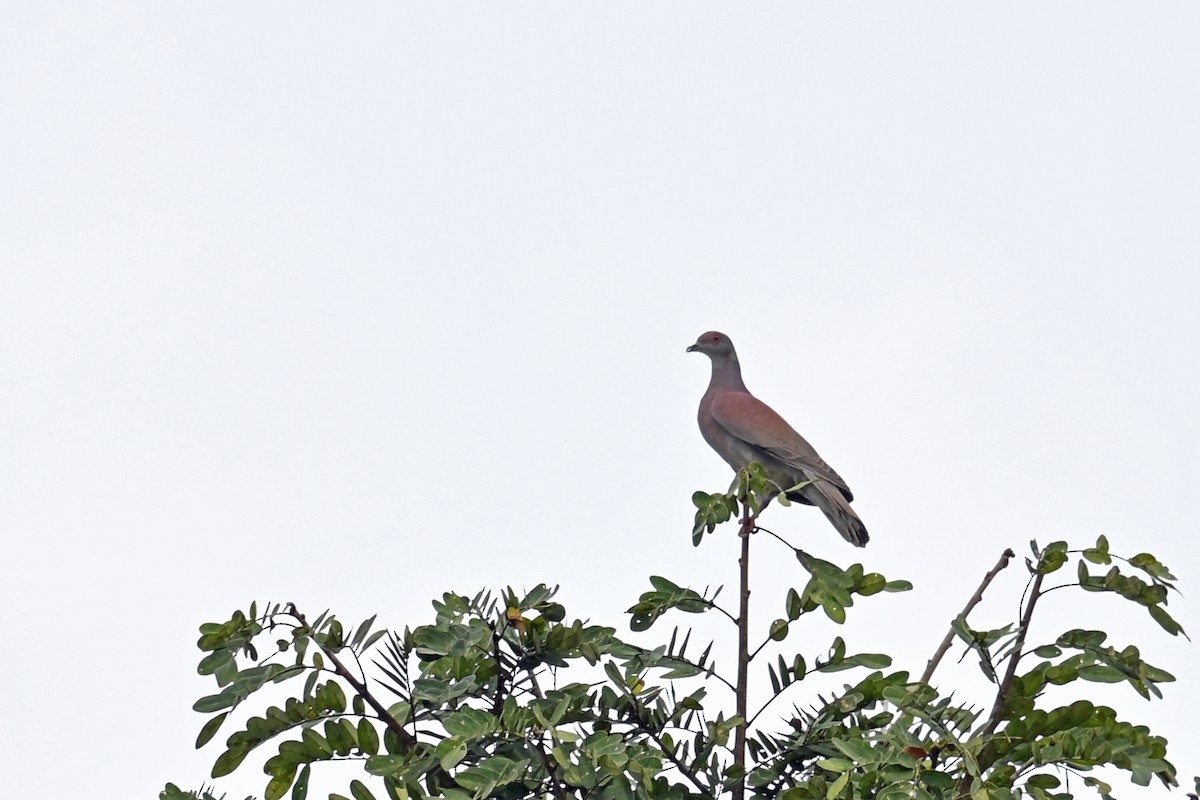 Pale-vented Pigeon - ML647254255