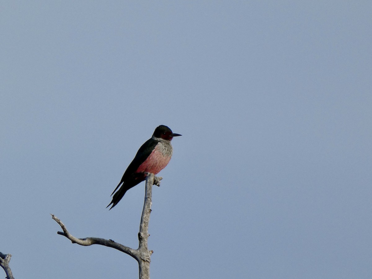 Blutgesichtspecht - ML647254256