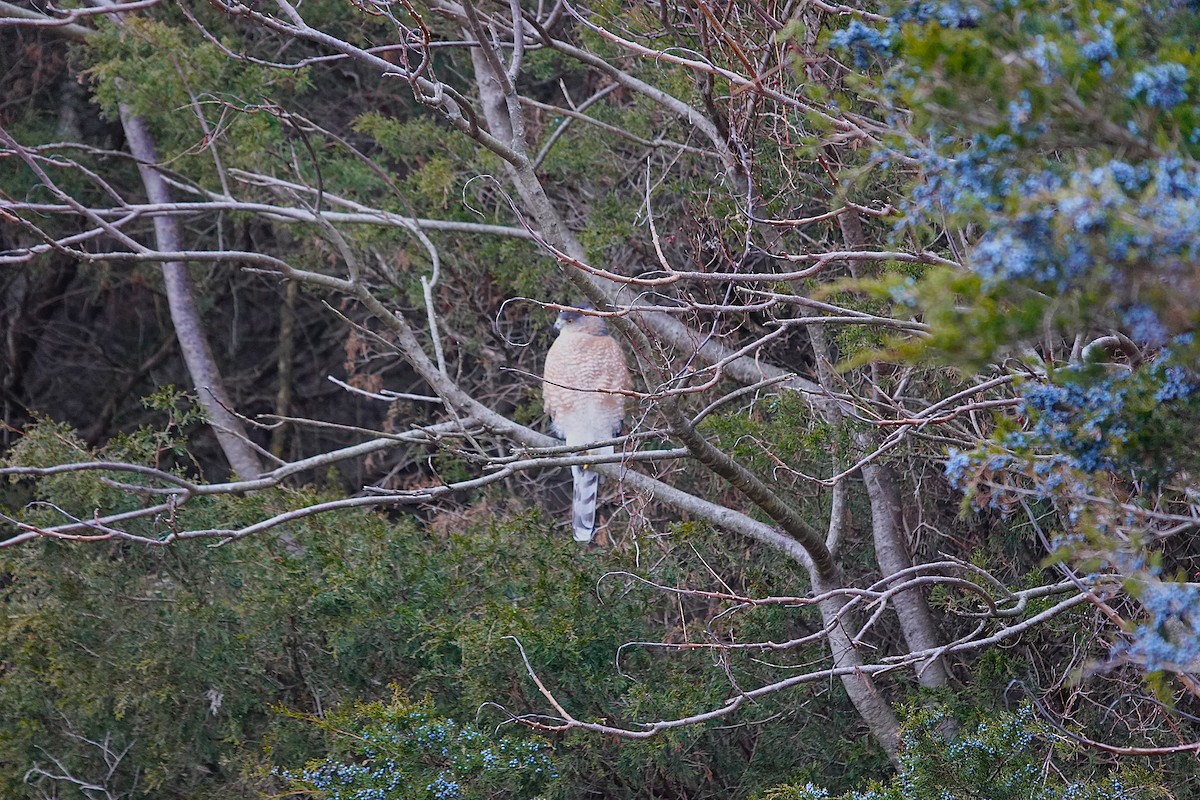 Cooper's Hawk - ML647254258