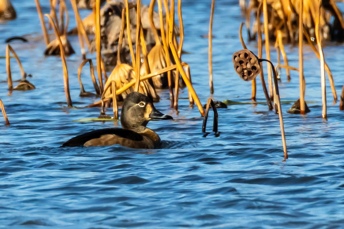 polák proužkozobý - ML647254265