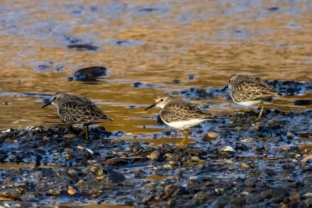 jespák drobný - ML647254312