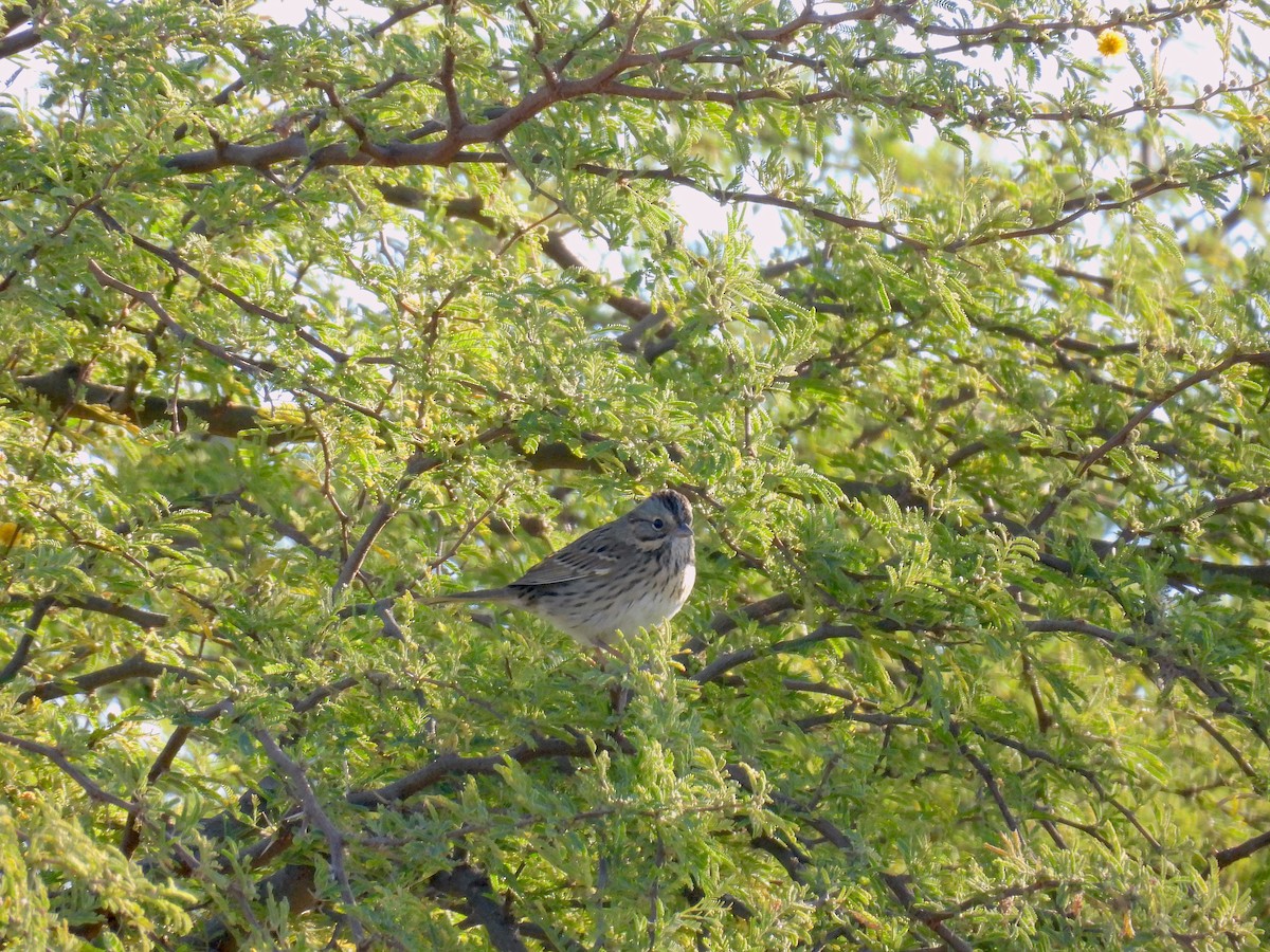 Lincoln's Sparrow - ML647254348
