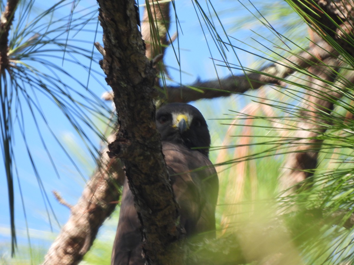 Короткохвостый канюк - ML647254363