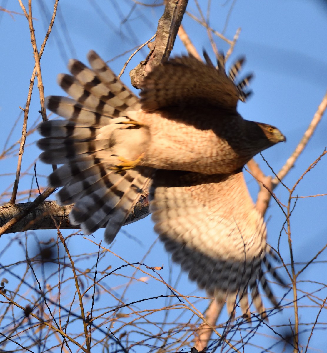 Cooper's Hawk - ML647254374