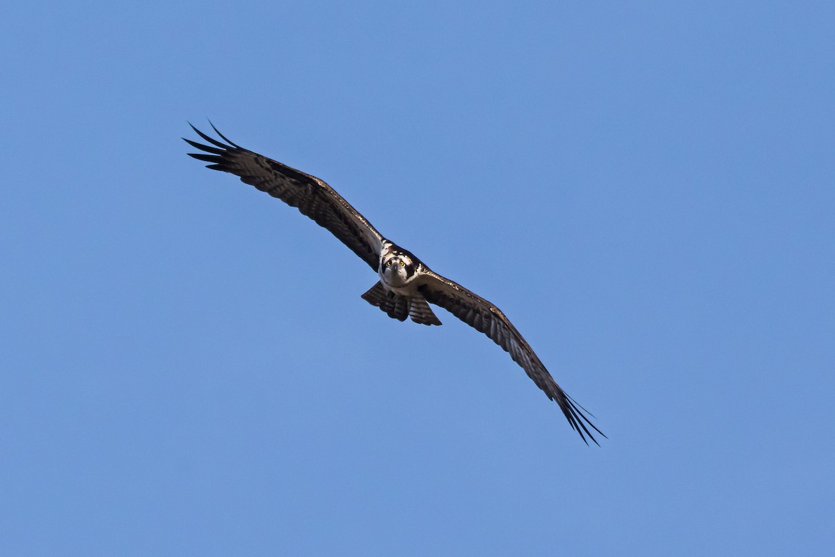 orlovec říční - ML647254378