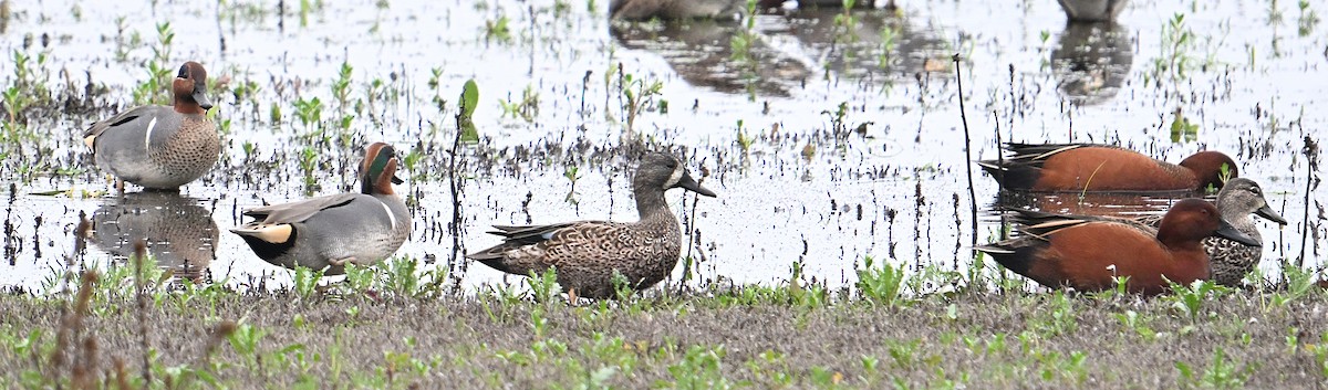 Blue-winged Teal - ML647254384