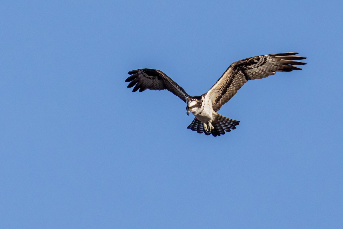 orlovec říční - ML647254385