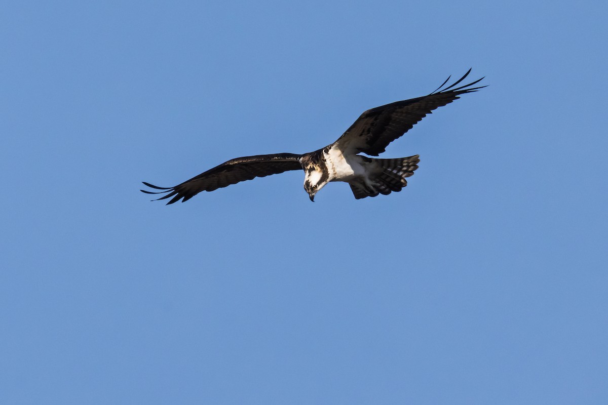 orlovec říční - ML647254386