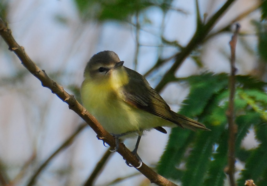 Bireo filadelfiarra - ML647254394