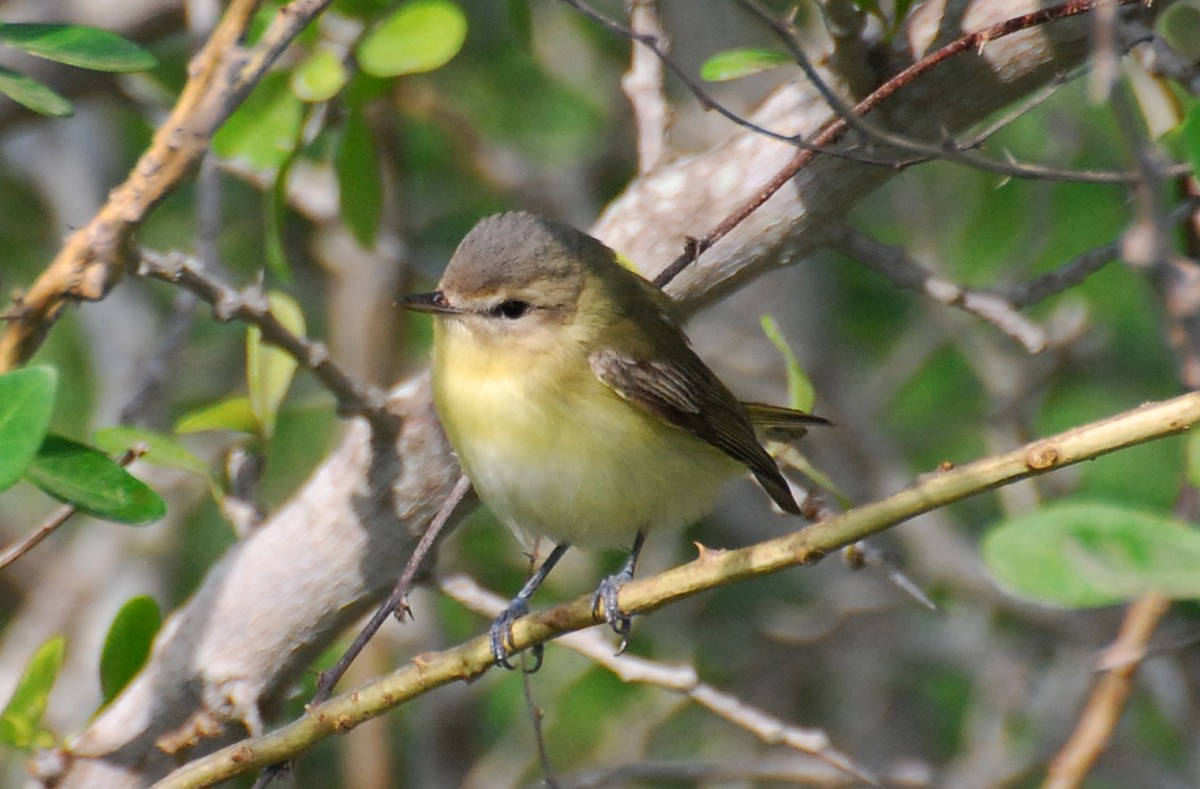 Bireo filadelfiarra - ML647254398