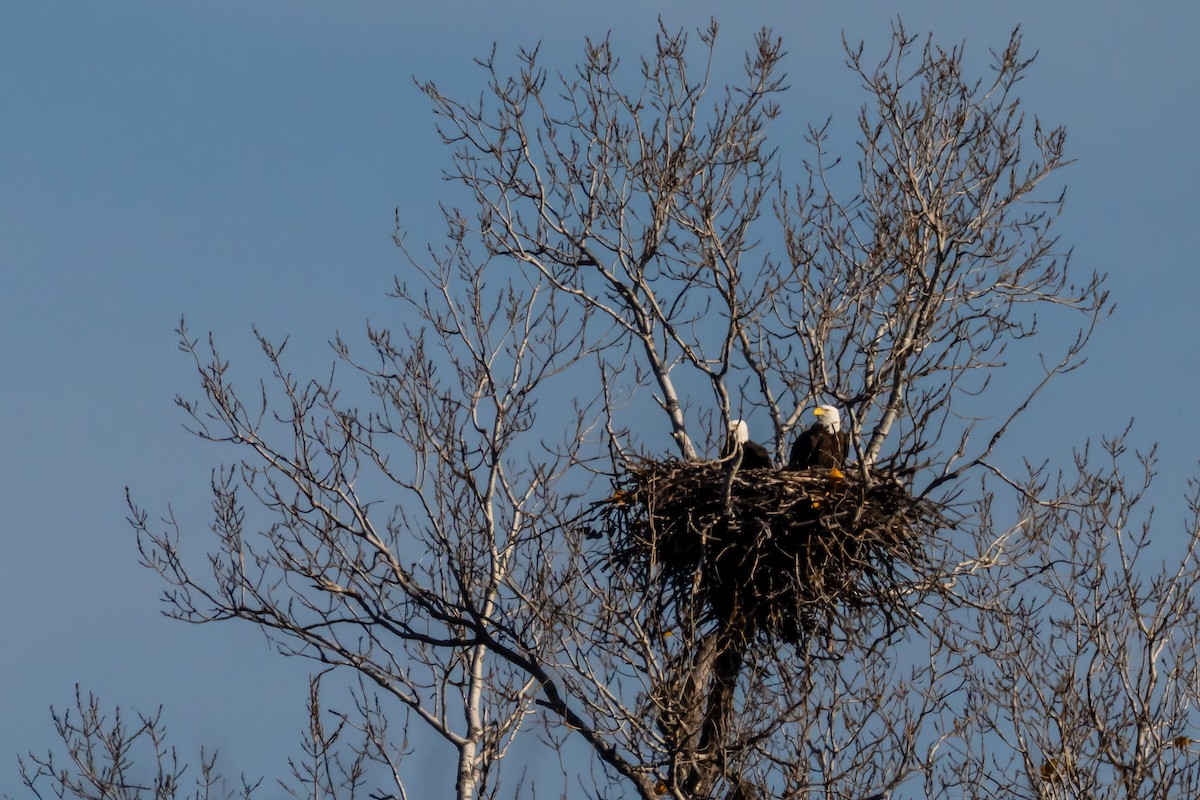 orel bělohlavý - ML647254401