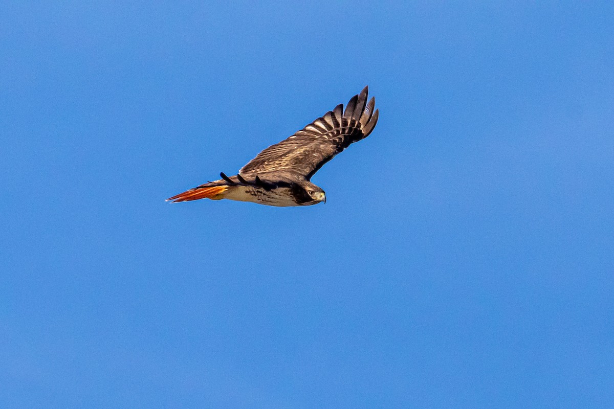 káně rudochvostá - ML647254404