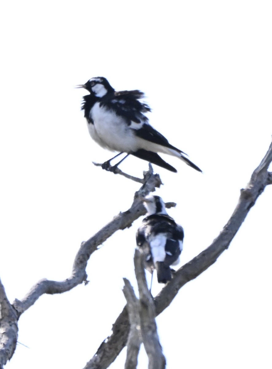 Magpie-lark - ML647254407