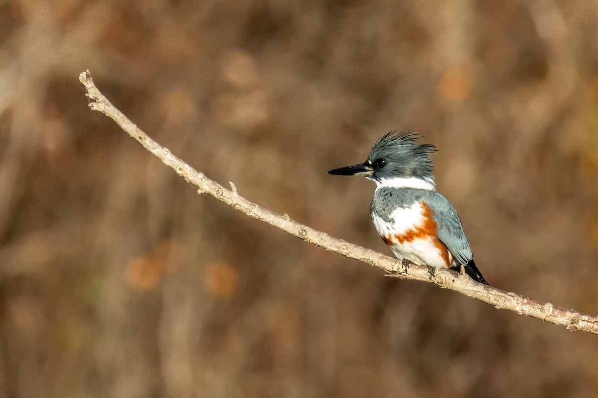 rybařík pruhoprsý - ML647254417