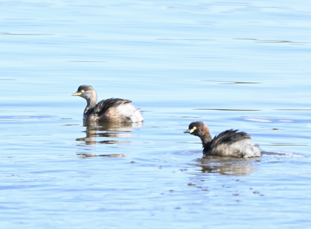 Australasian Grebe - ML647254418