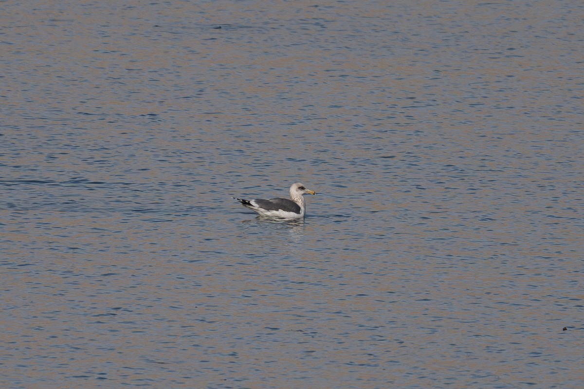 שחף שחור - ML647254426