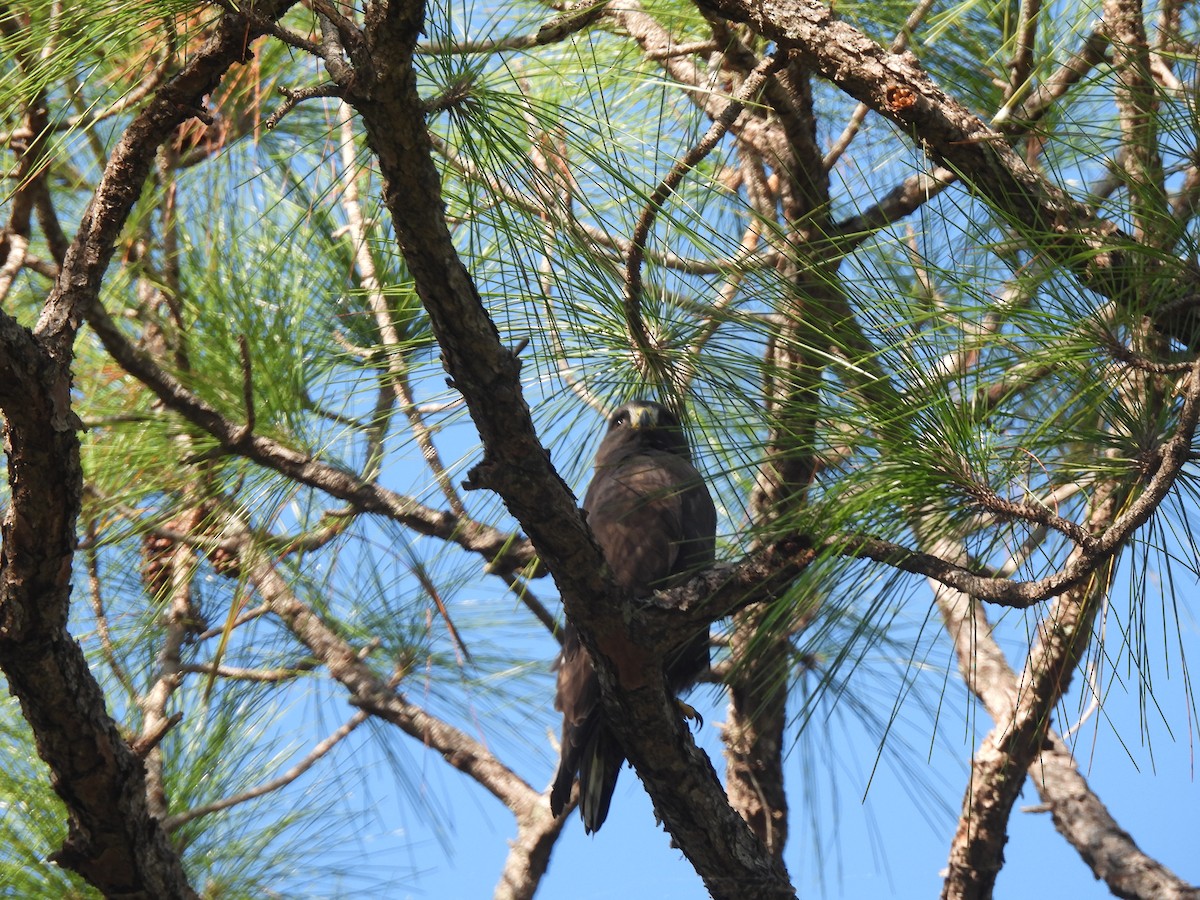 Короткохвостый канюк - ML647254431