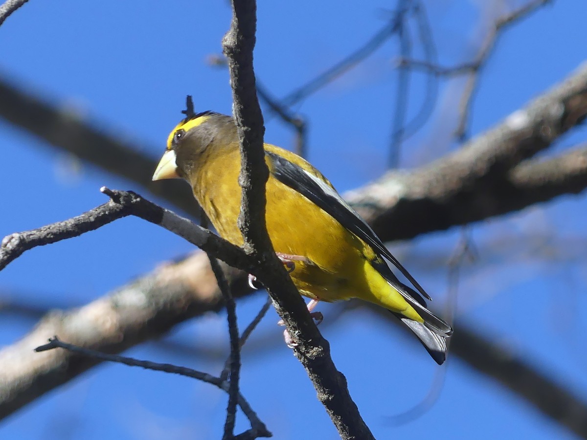 キビタイシメ - ML647254438