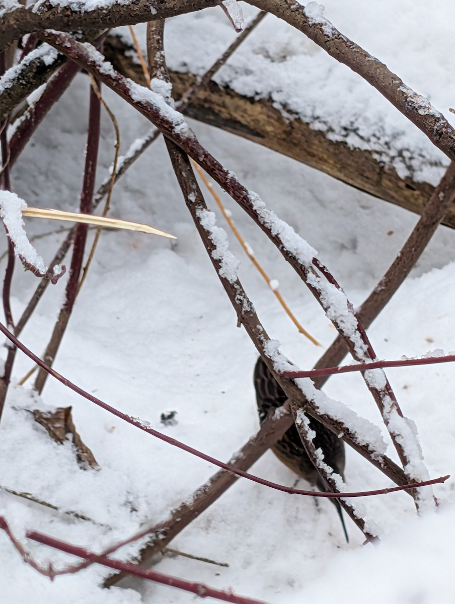 Virginia Rail - ML647254441