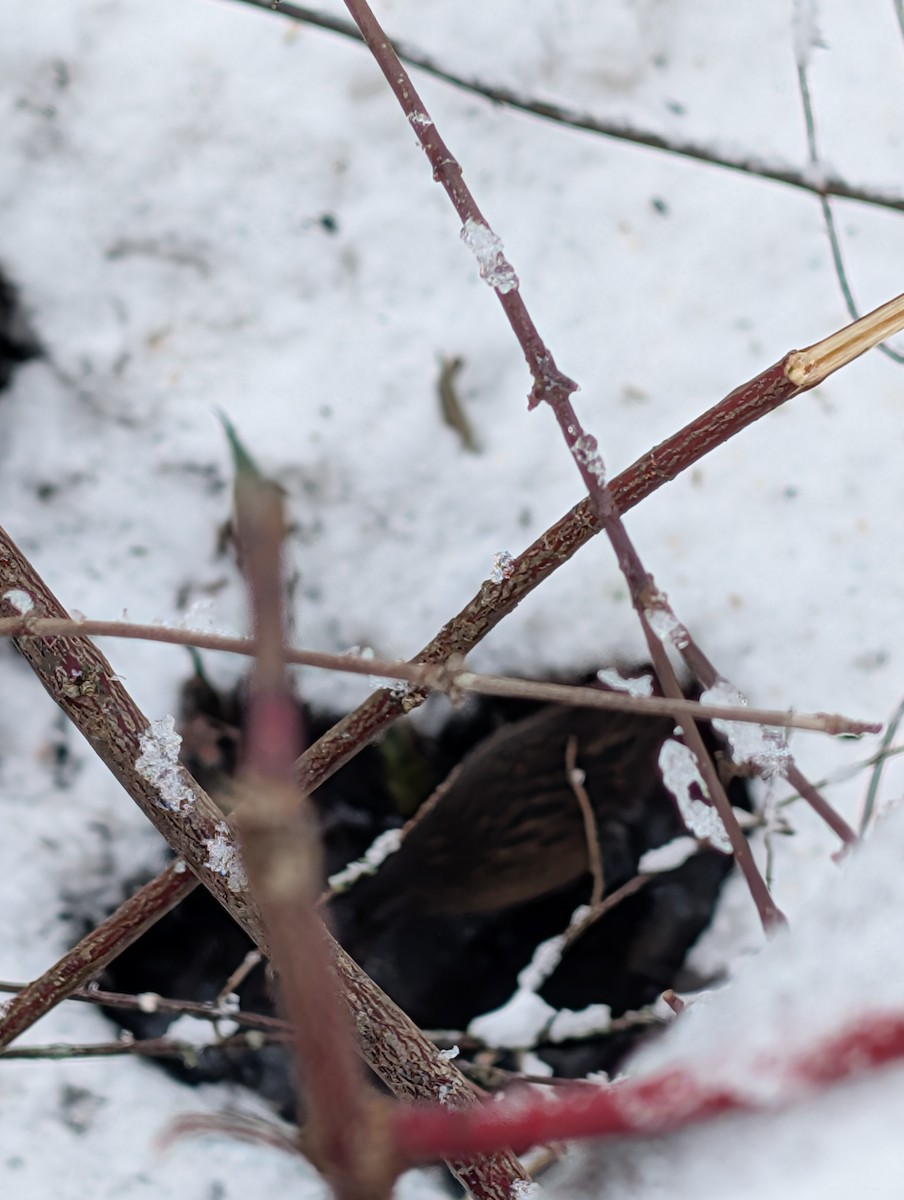 Virginia Rail - ML647254443