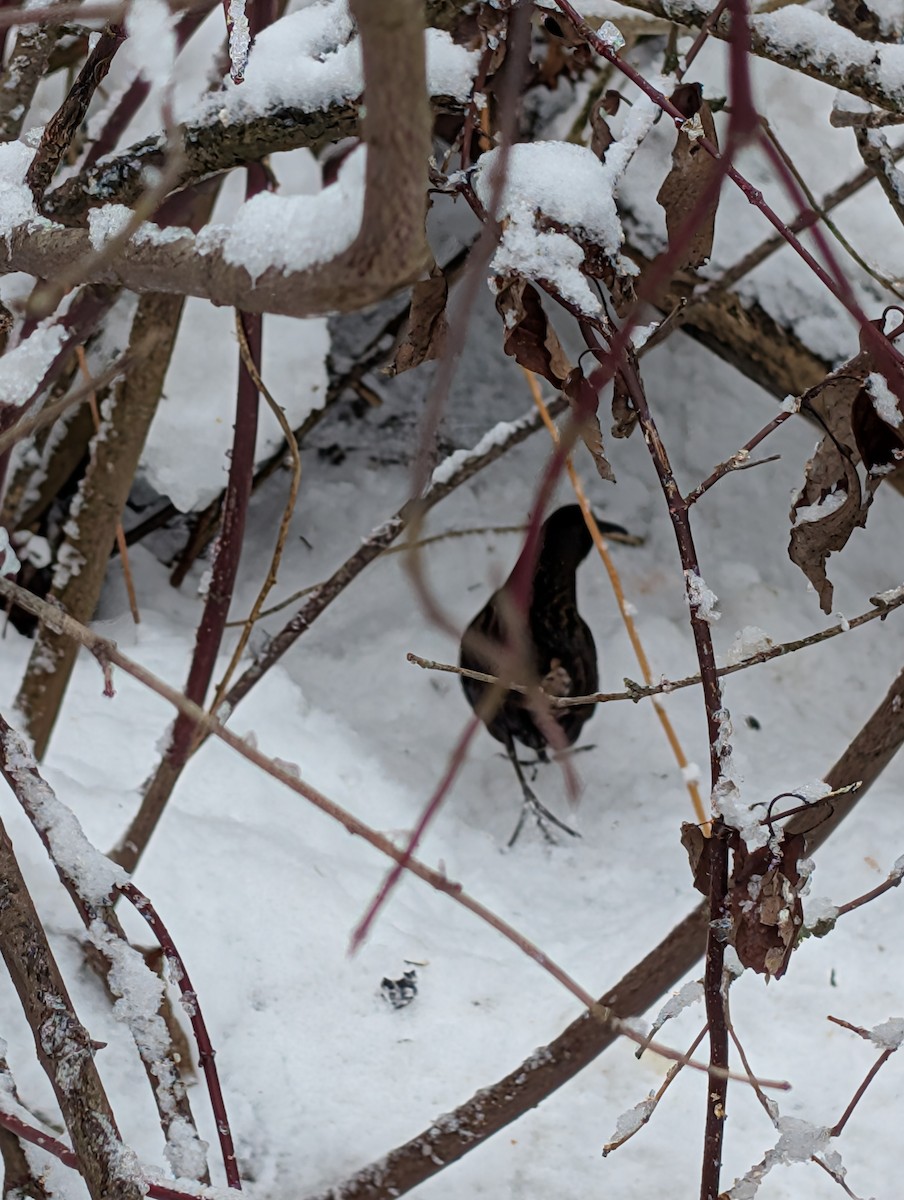 Virginia Rail - ML647254444