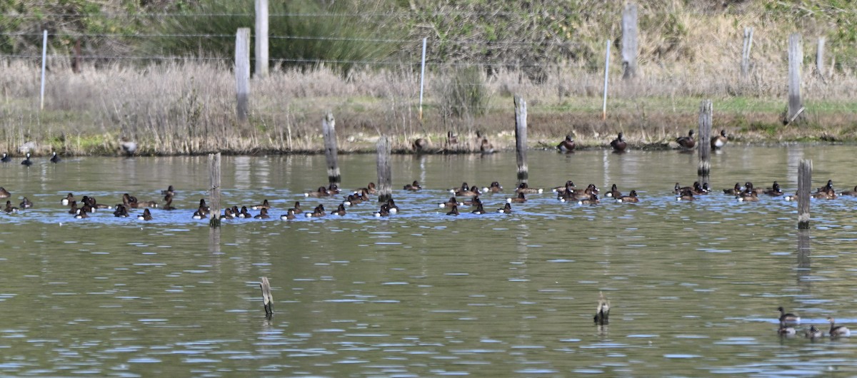 Hardhead - ML647254450