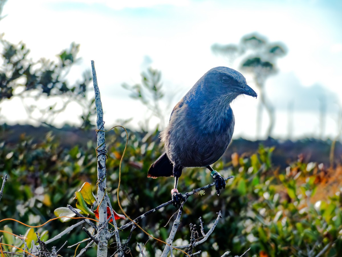 Florida Scrub-Jay - ML647254457