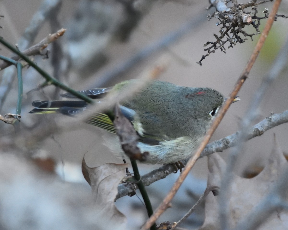 Ruby-crowned Kinglet - ML647254458