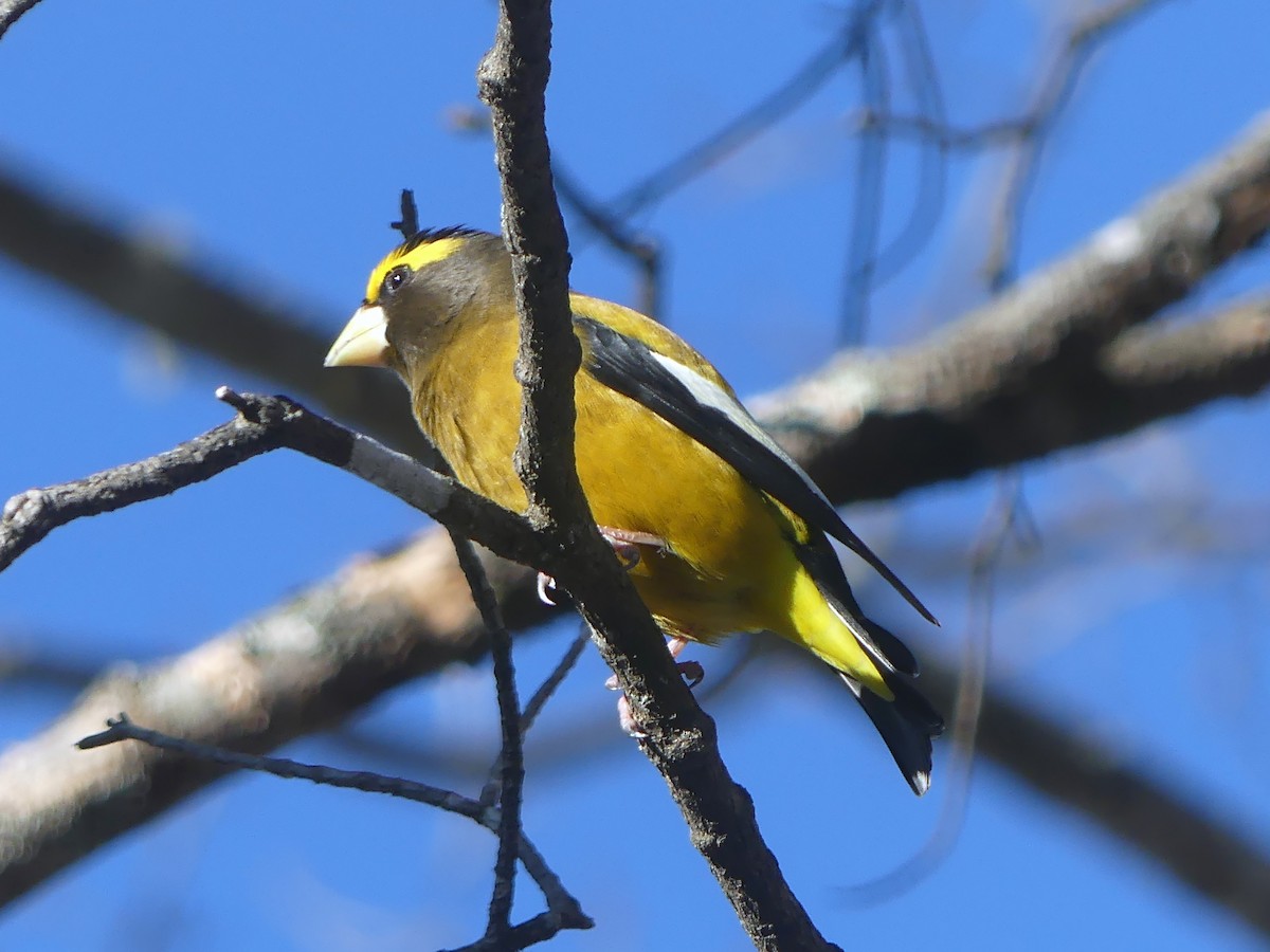 キビタイシメ - ML647254459