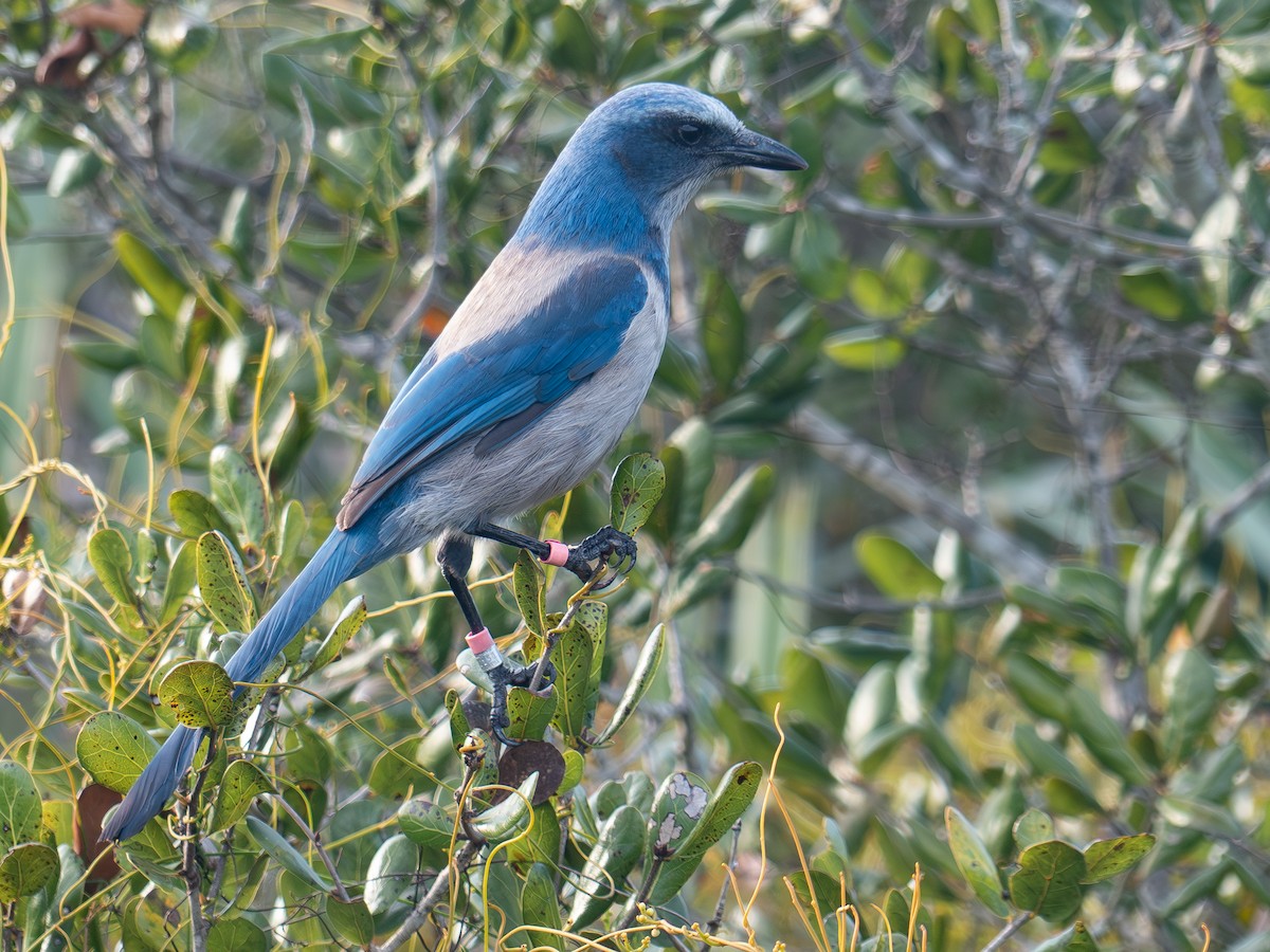 Florida Scrub-Jay - ML647254461
