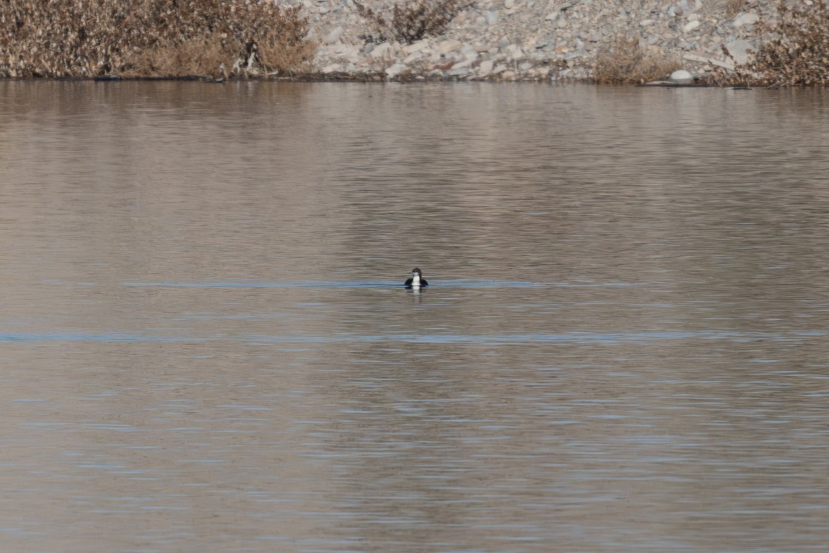 צוללן פסיפי - ML647254466