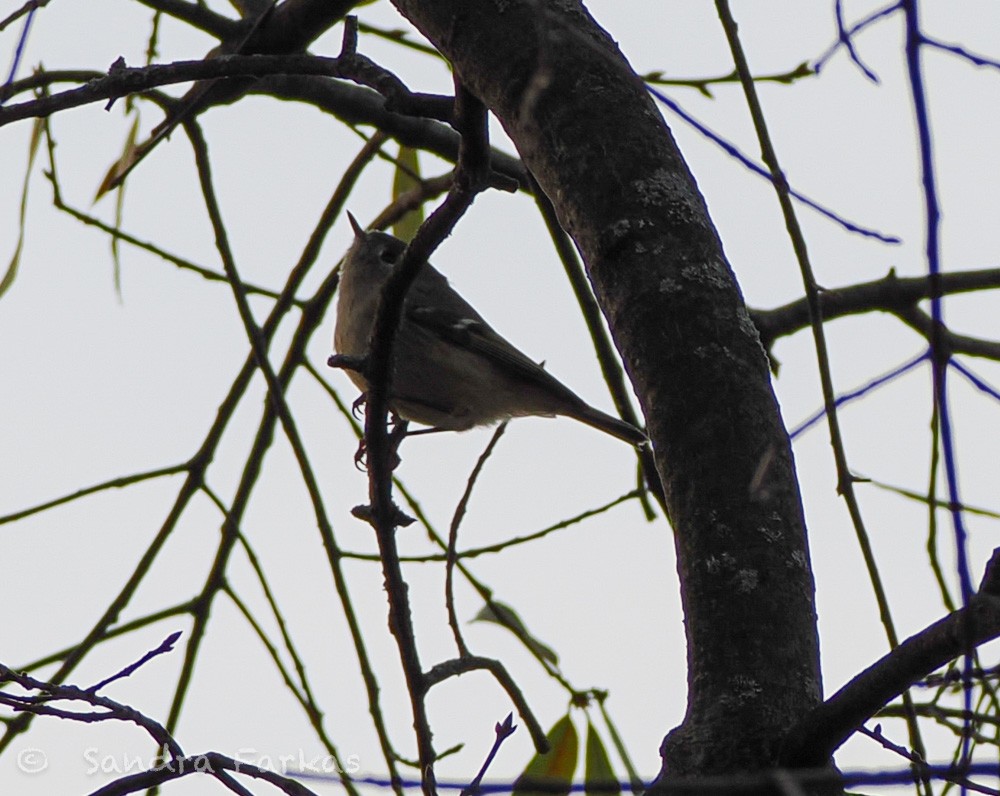 Ruby-crowned Kinglet - ML647254471