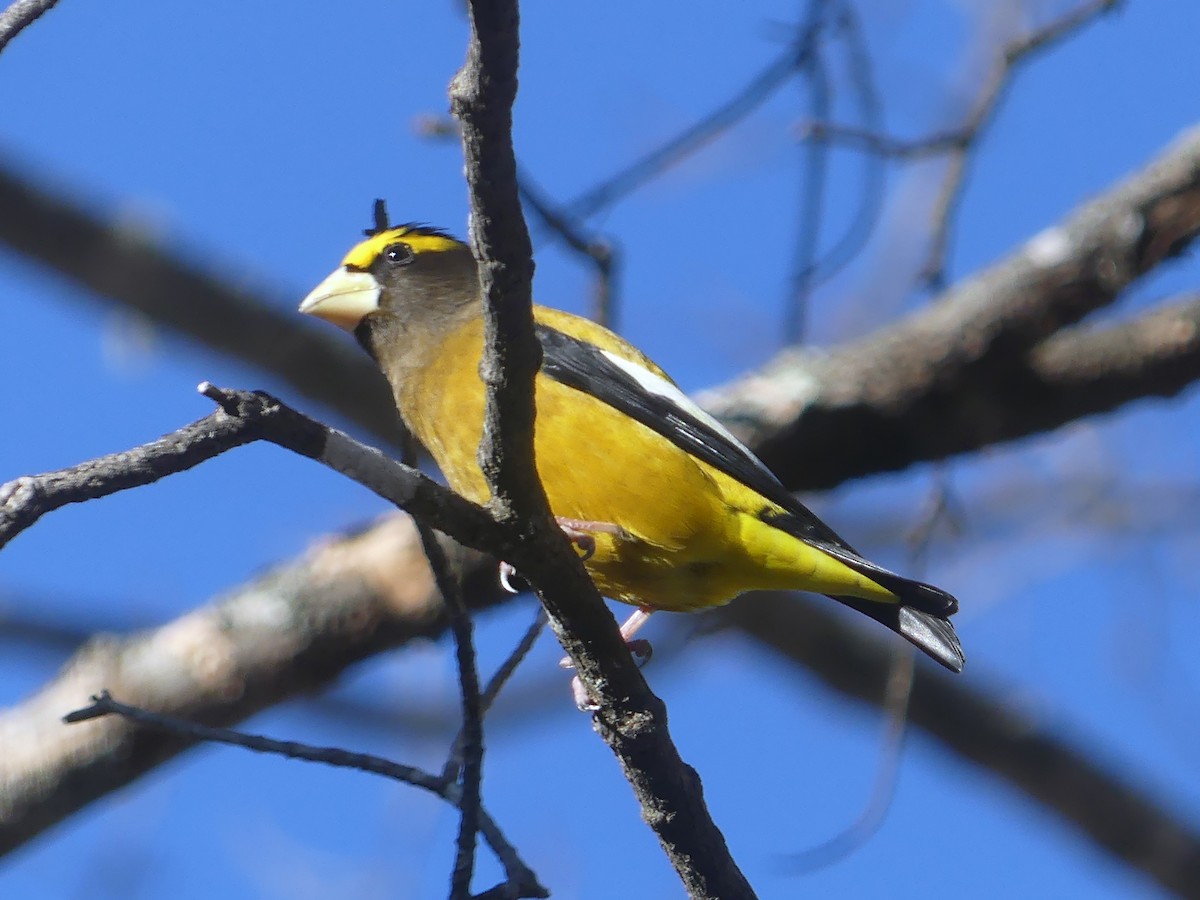 キビタイシメ - ML647254473