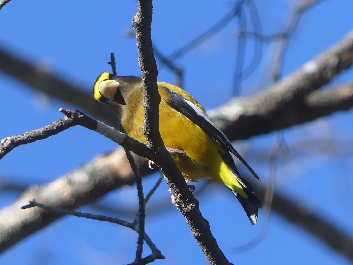 キビタイシメ - ML647254486