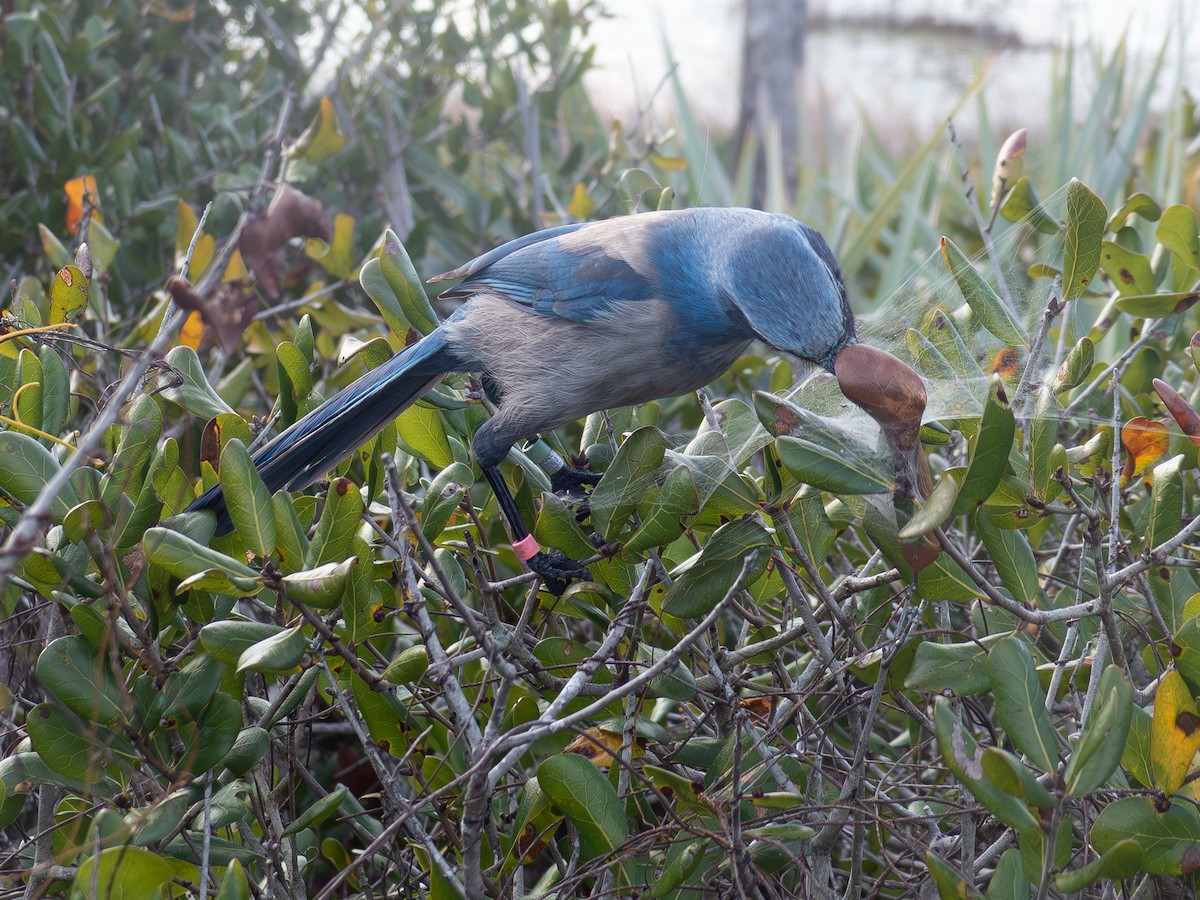Florida Scrub-Jay - ML647254502