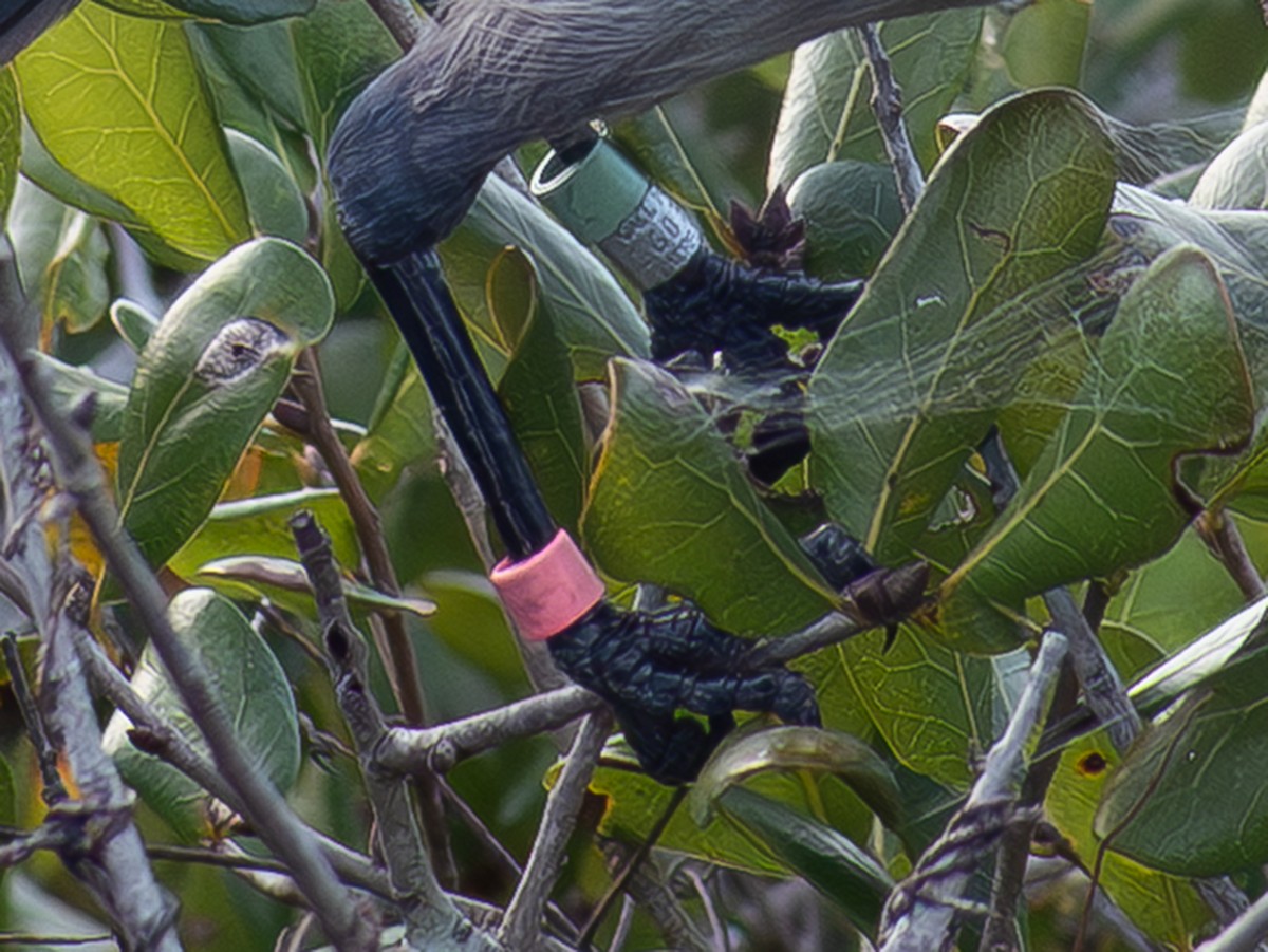 Florida Scrub-Jay - ML647254513