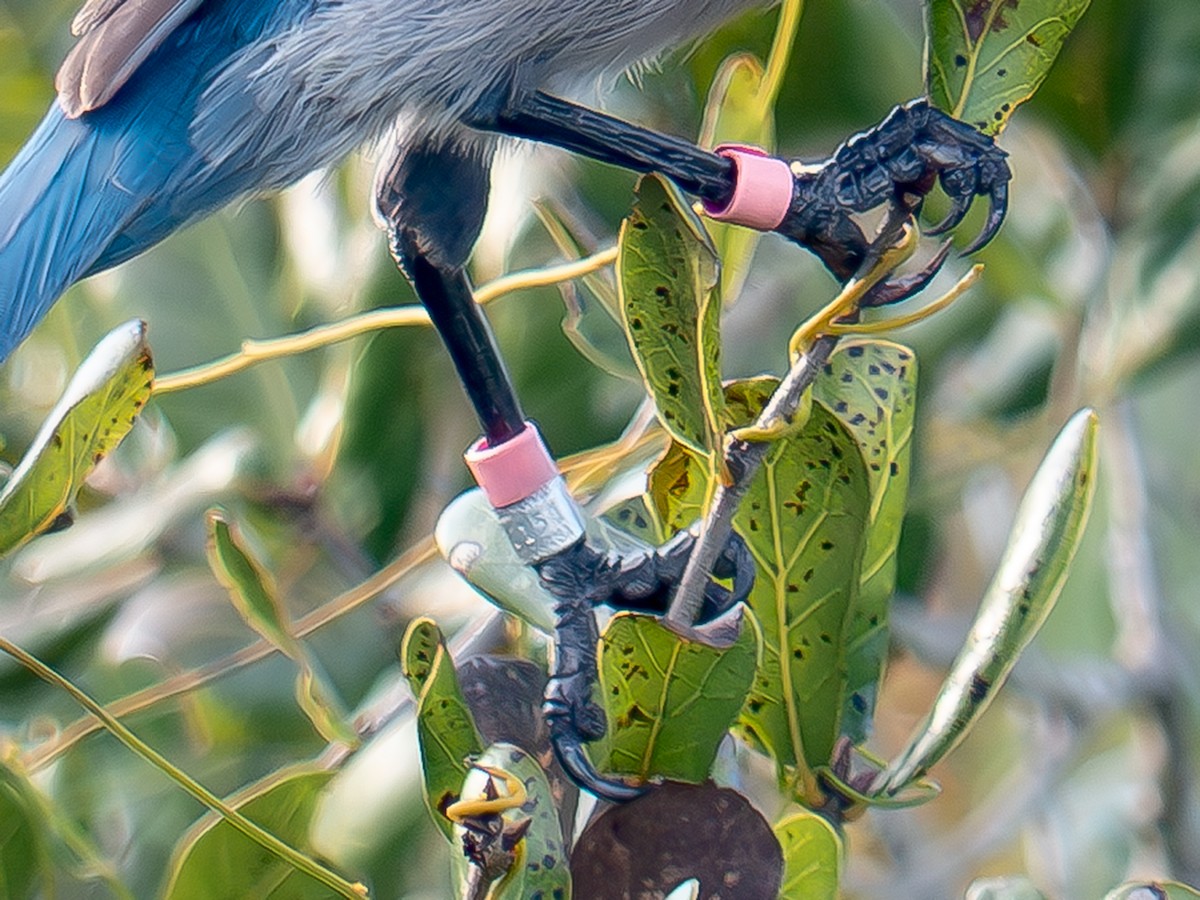 Florida Scrub-Jay - ML647254514