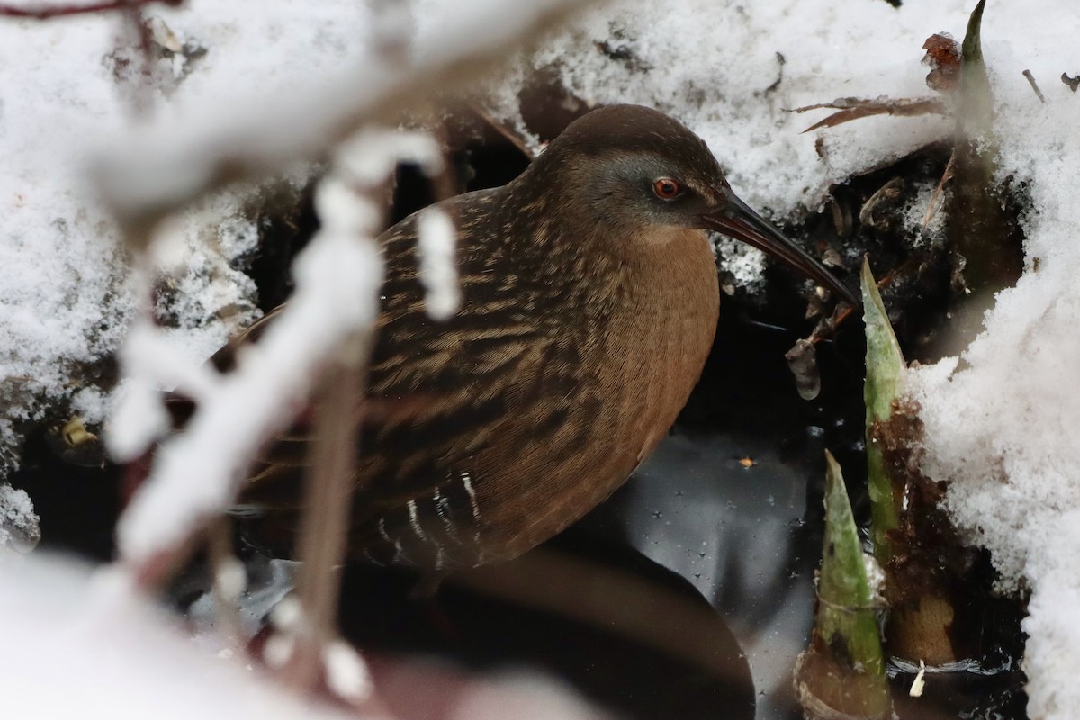 Virginia Rail - ML647254547