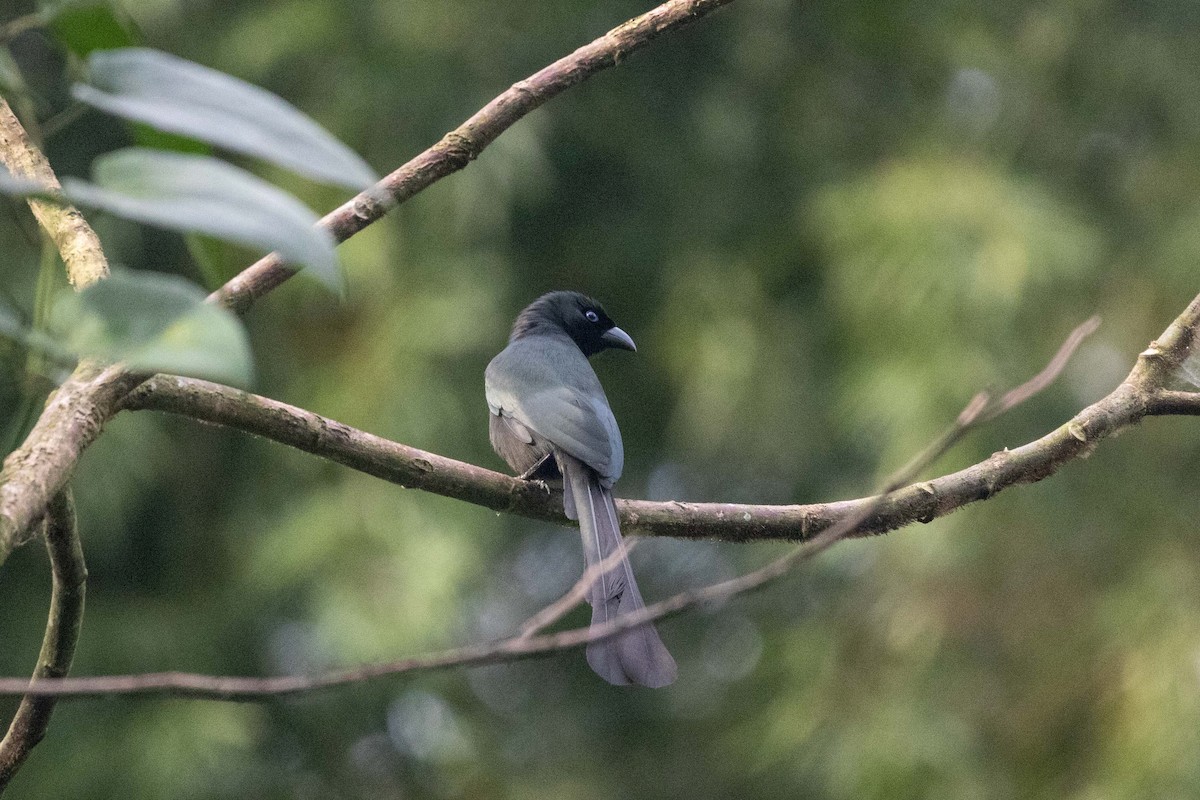 クロラケットオナガ - ML647254551