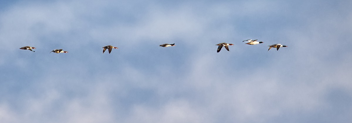 morčák velký - ML647254555